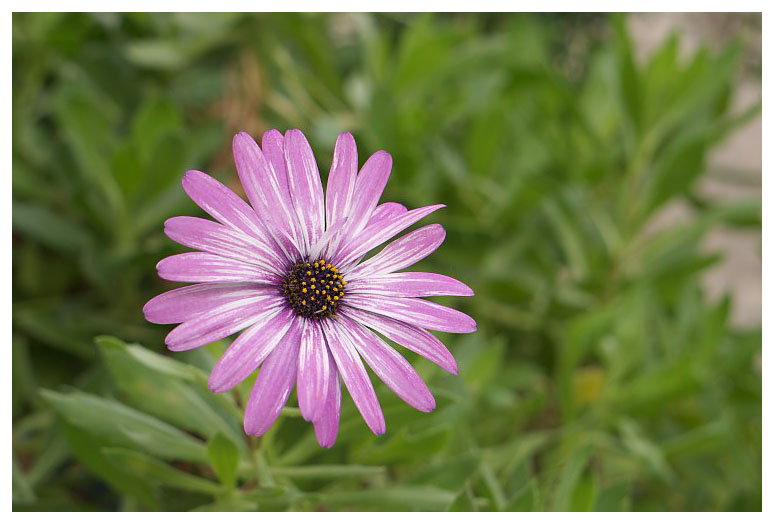 Osteospermum 