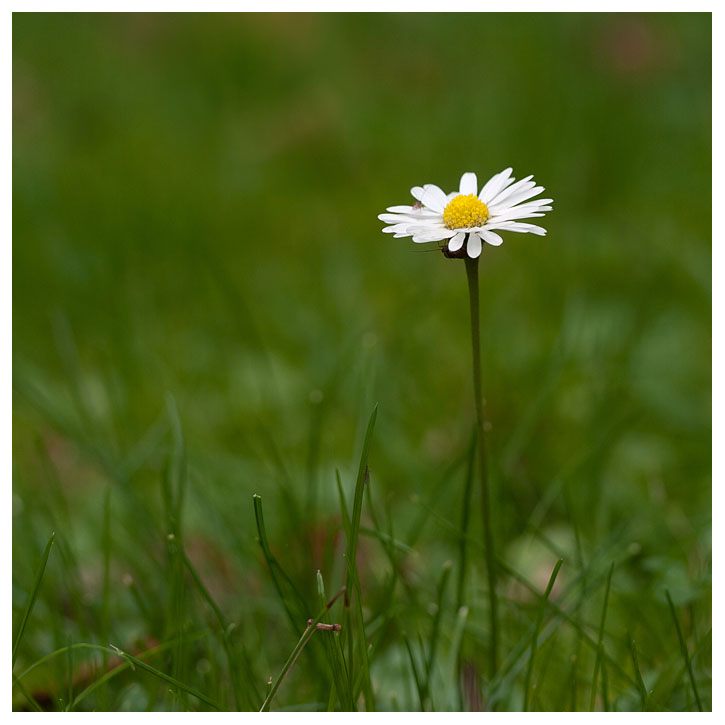 Bellis perennis
