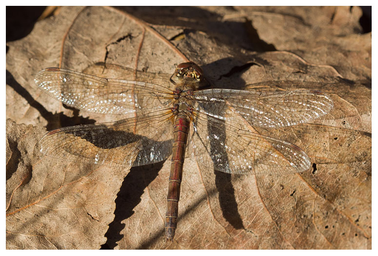 Sympetrum vulgatum
