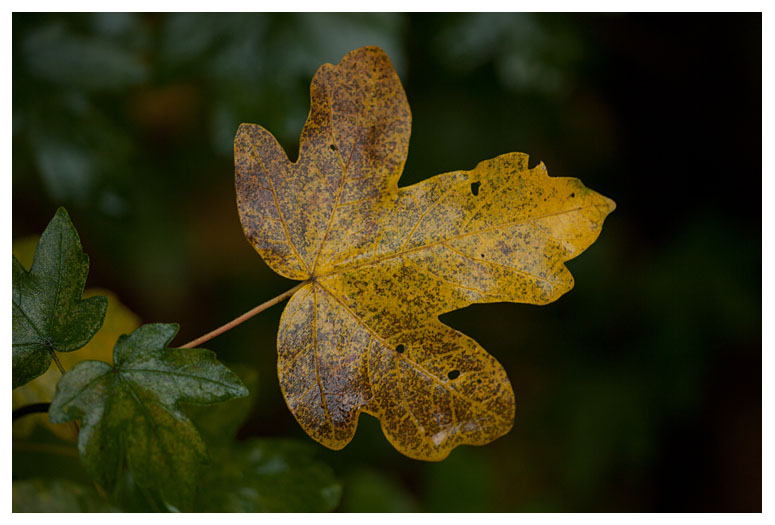 Field Maple