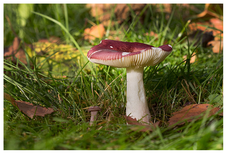 Russula nitida