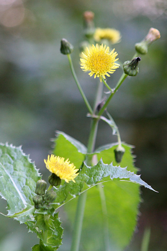 Sonchus oleraceus