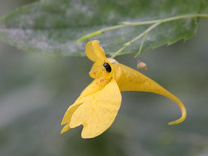 Impatiens noli-tangere