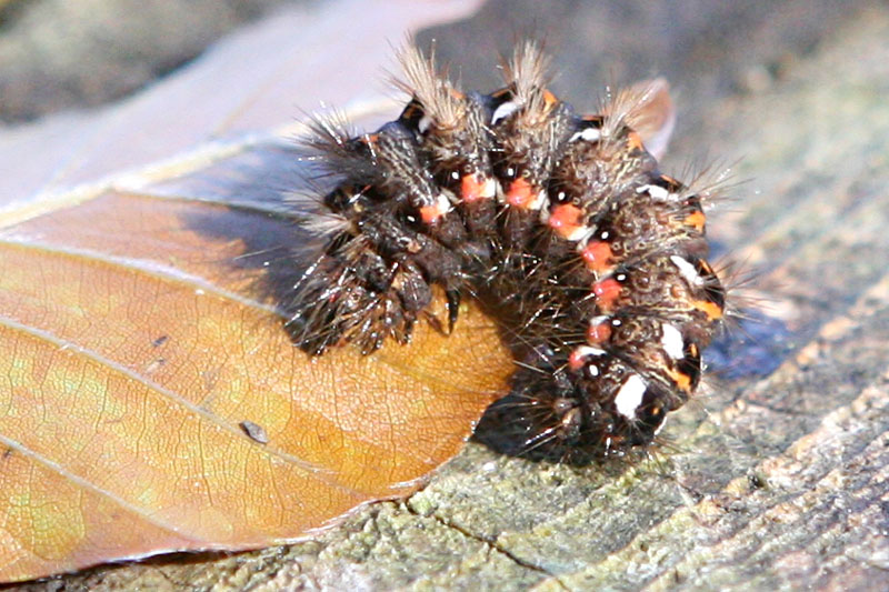 Acronicta rumicis   