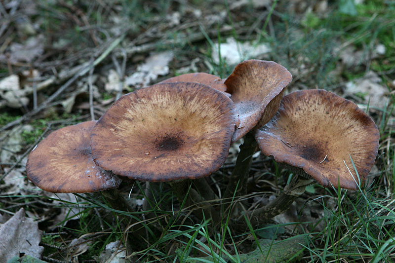 Armillaria sp