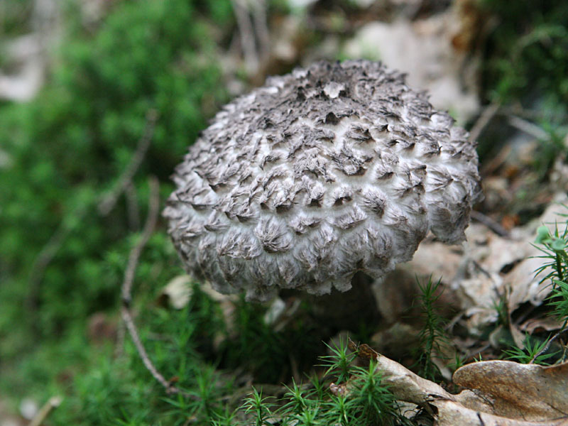 Strobilomyces strobilaceus