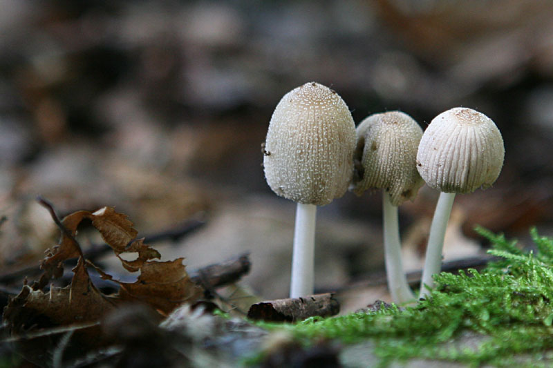 Coprinus sp.
