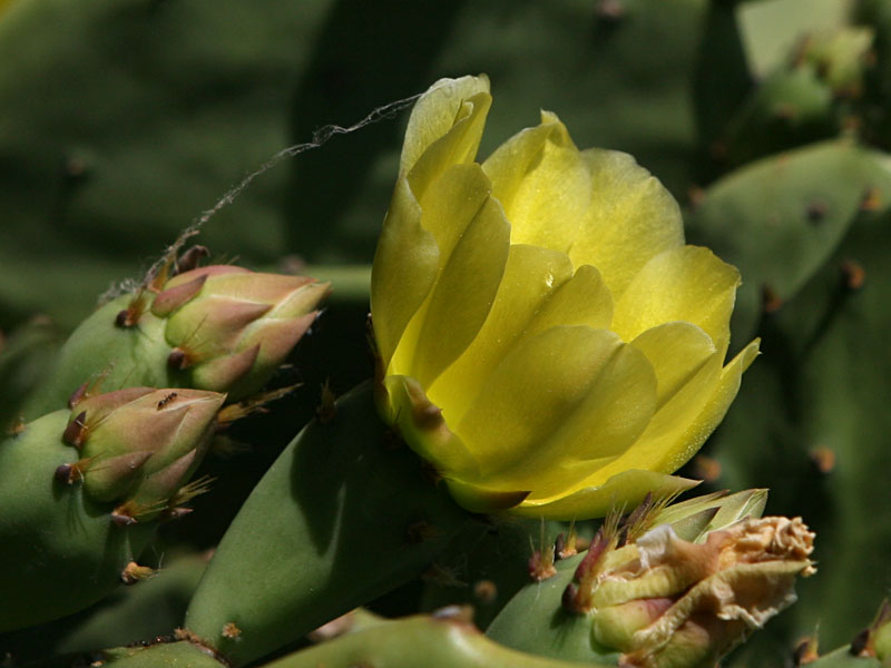 Opuntia ficus-indica
