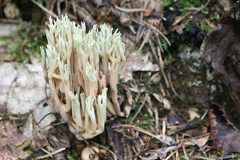 Ramaria apiculata