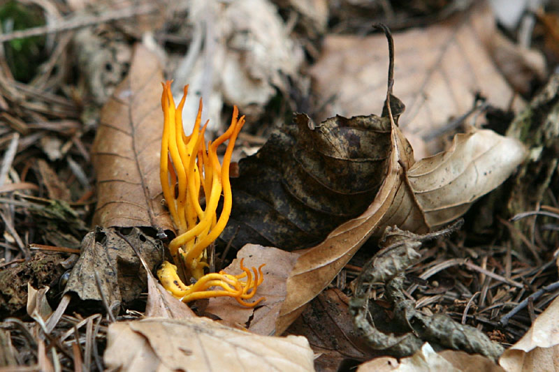 Calocera viscosa