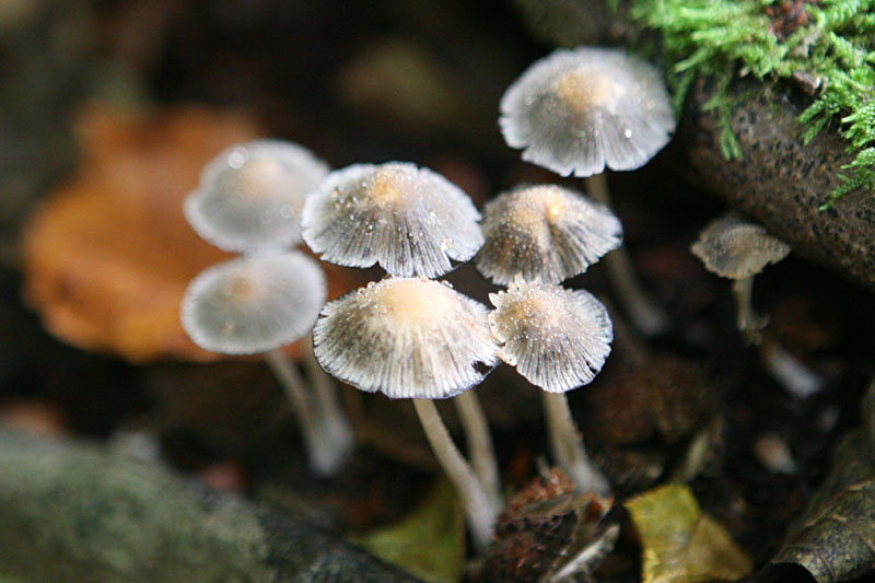 Coprinus sp.