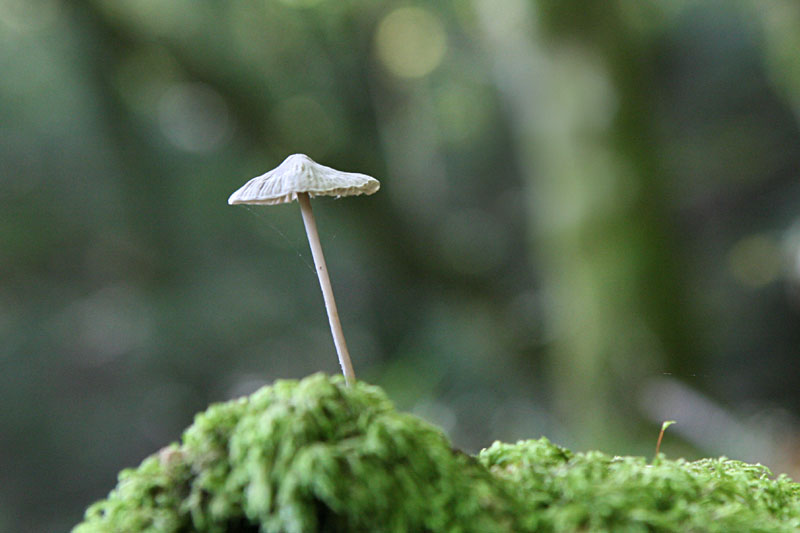 Mycena sp.