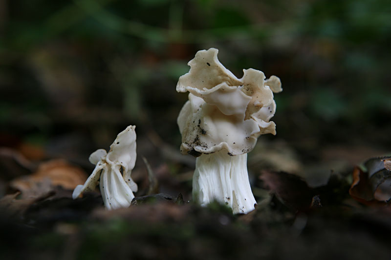 Helvella crispa
