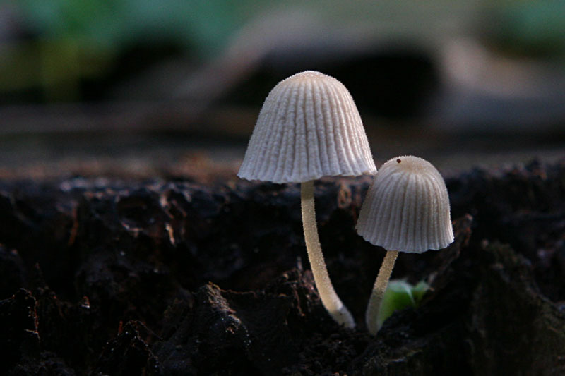 Coprinus disseminatus