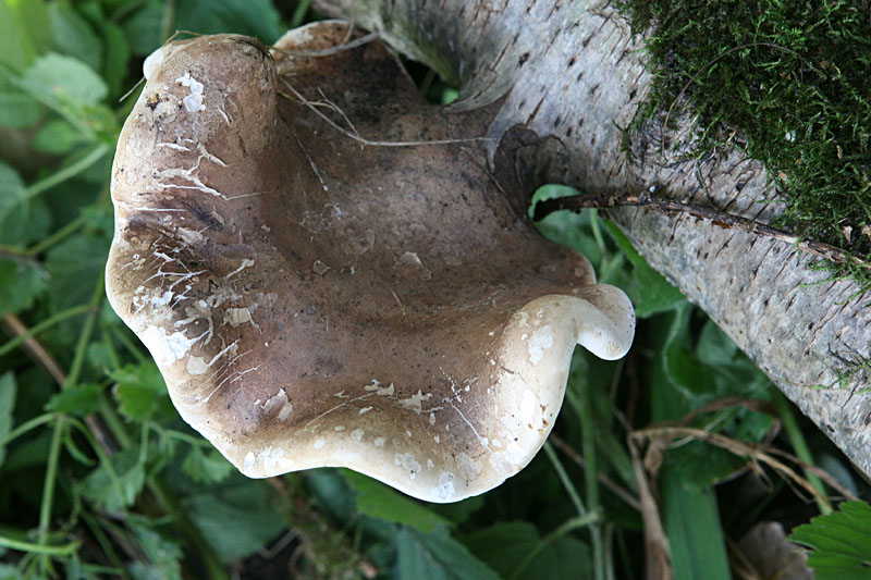 Piptoporus betulinus