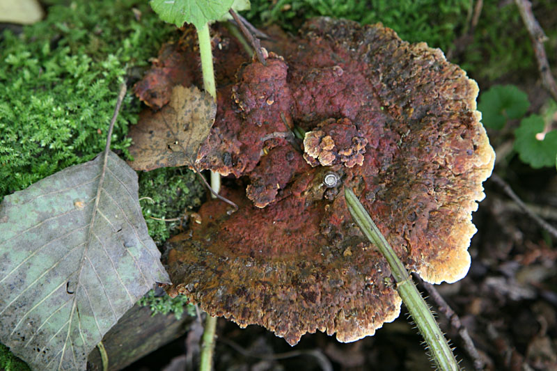 Inonotus radiatus