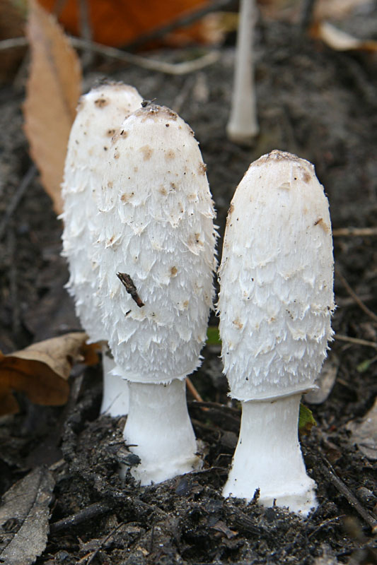 Coprinus comatus