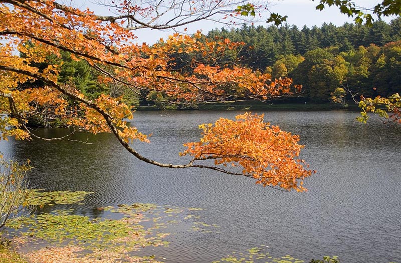 Bass Lake 5