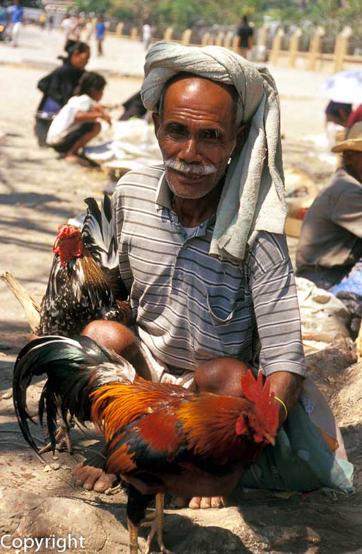 Timorese with fighting cock
