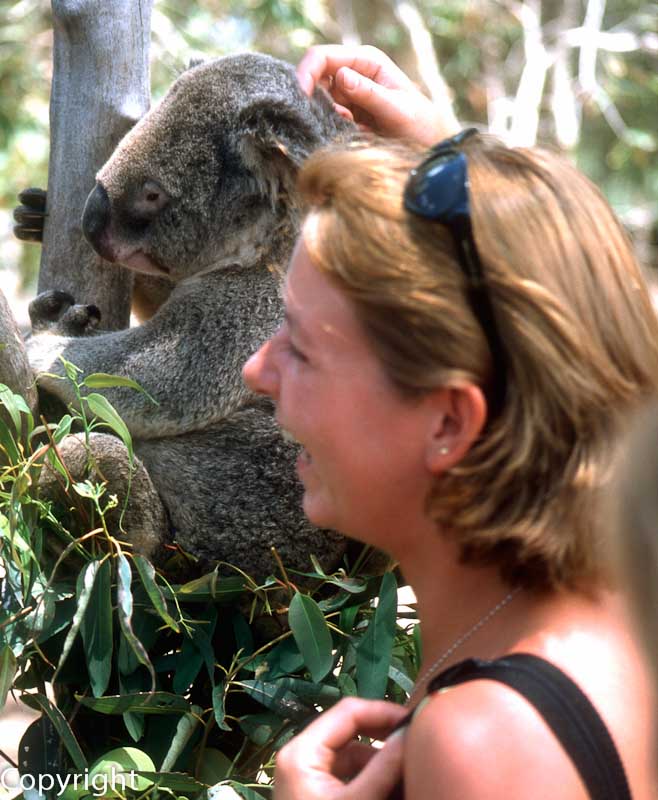 Making friends with koala, Qld