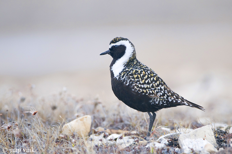 American Golden Plover - Amerikaanse Goudplevier - Pluvialis dominica