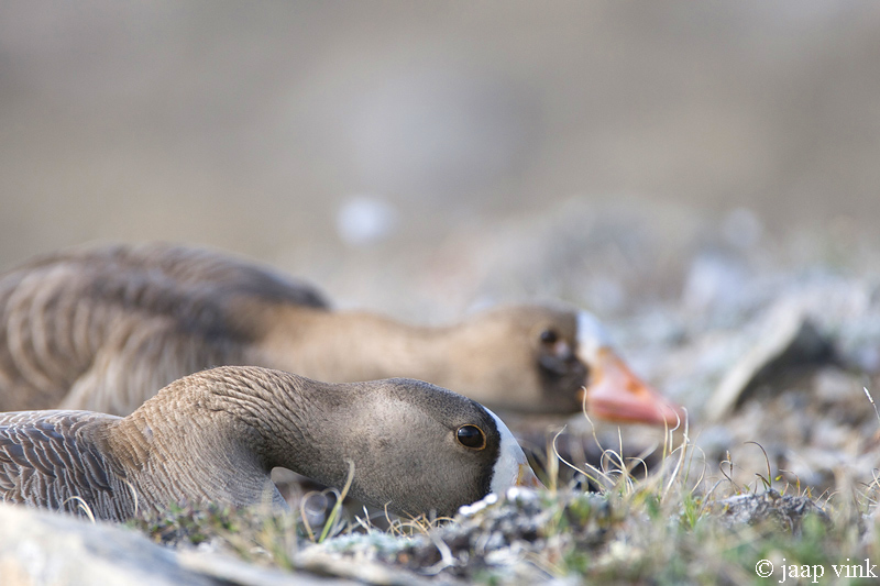 White-fronted Goose - Kolgans - Anser albifrons