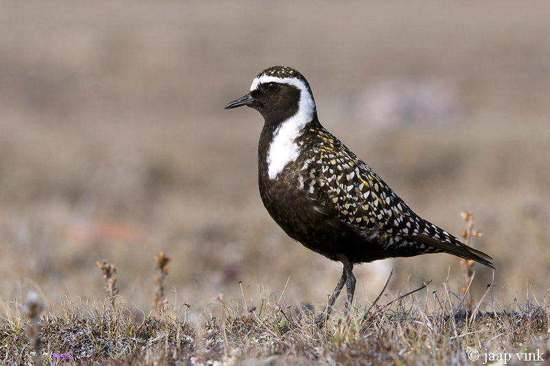 American Golden Plover - Amerikaanse Goudplevier - Pluvialis dominica