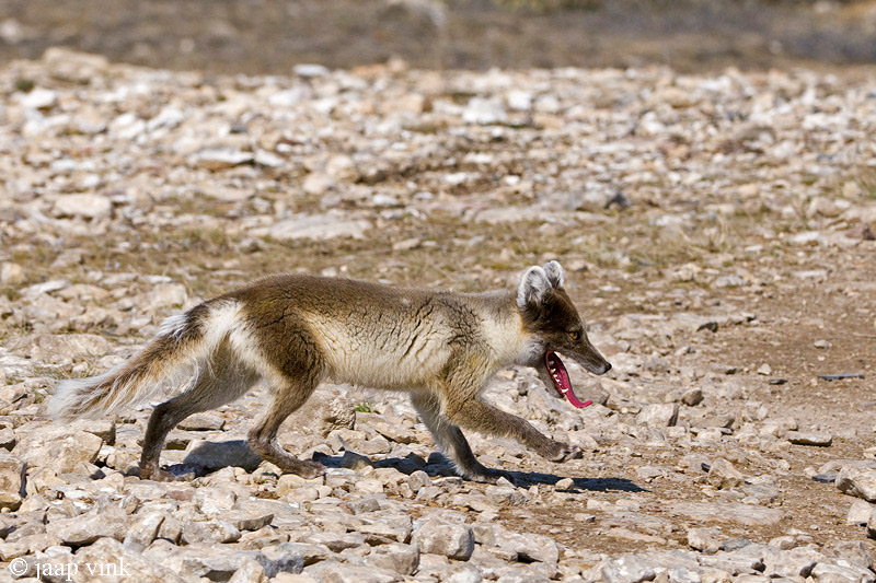 Arctic Fox - Poolvos - Alopex lagopus