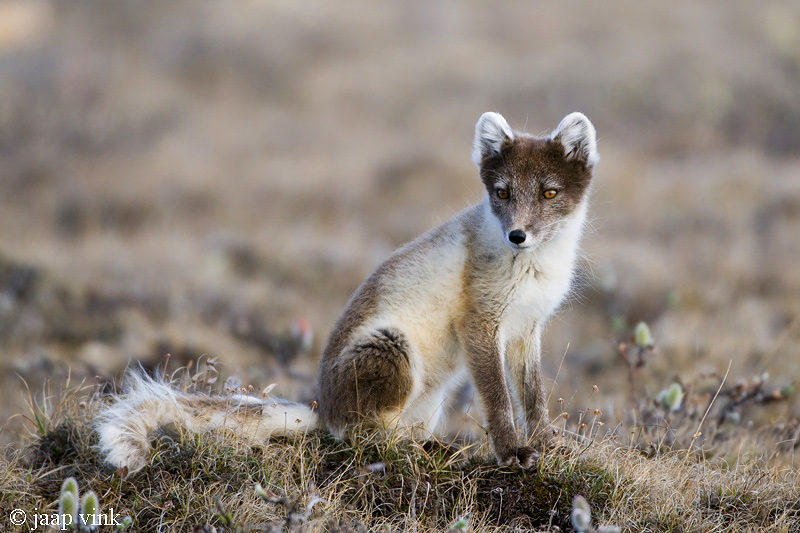 Arctic Fox - Poolvos - Alopex lagopus