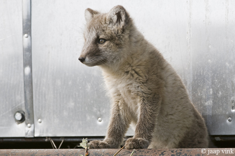 Arctic Fox - Poolvos - Alopex lagopus