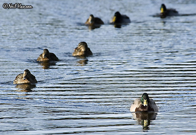 Follow the Leader