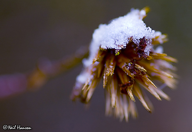 Snow Capped