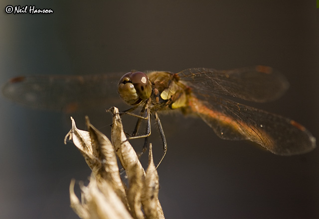 Dragonfly