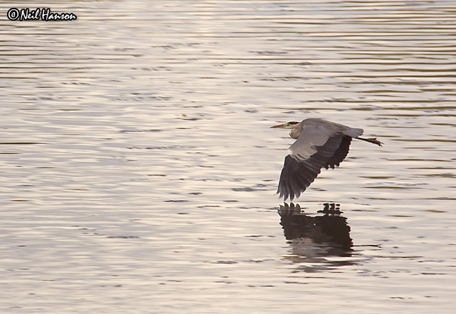 Heron