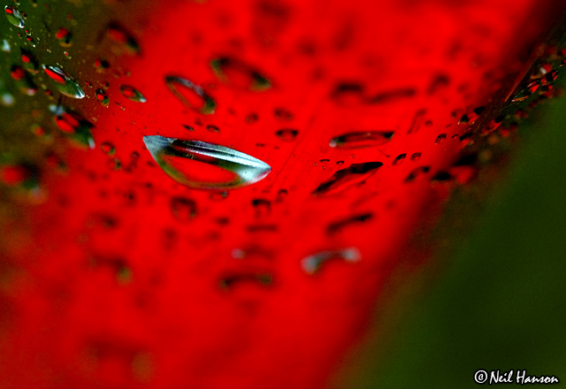 Washing Line Red