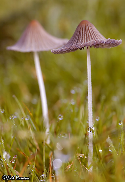 Fungi 3