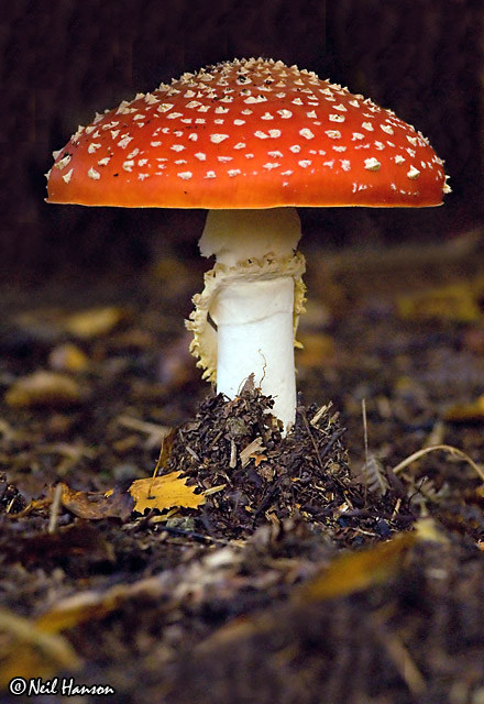 Fly Agaric 6