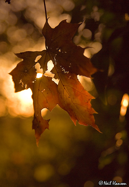 Ready to Fall
