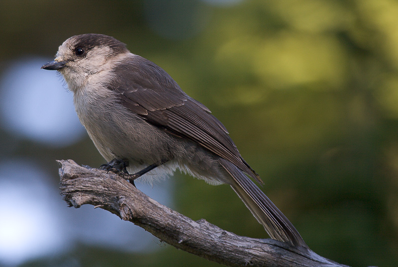 Gray Jay