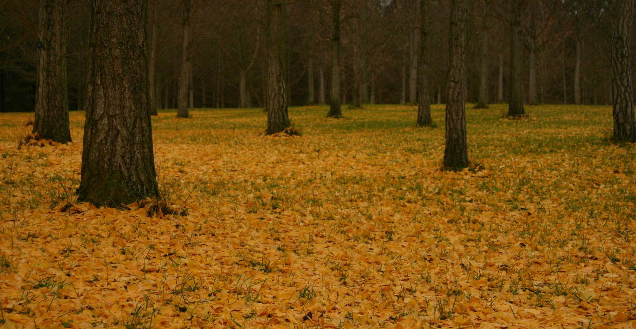 Ginkgo Forest