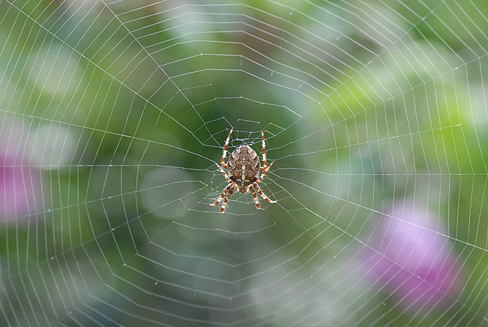 Garden-Spider.jpg