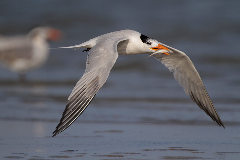 Royal Tern