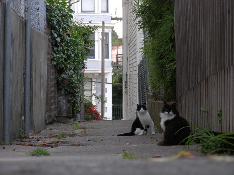 Nob Hill Kitties