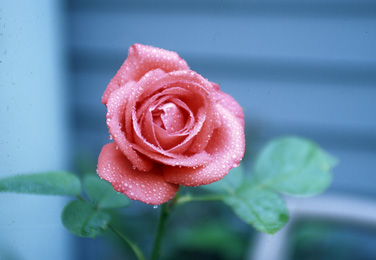 Original Rose