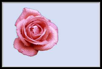 Rose extracted from background using The Magic Extractor.