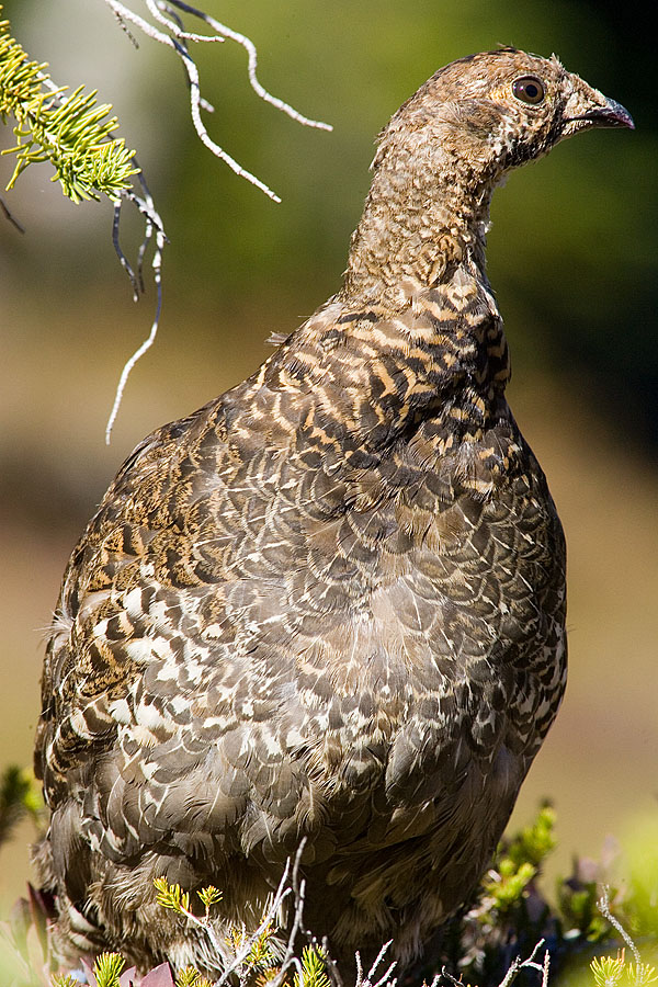 Blue (Sooty) Grouse