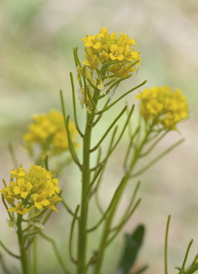 Barbarea orthoceras  American wintercress