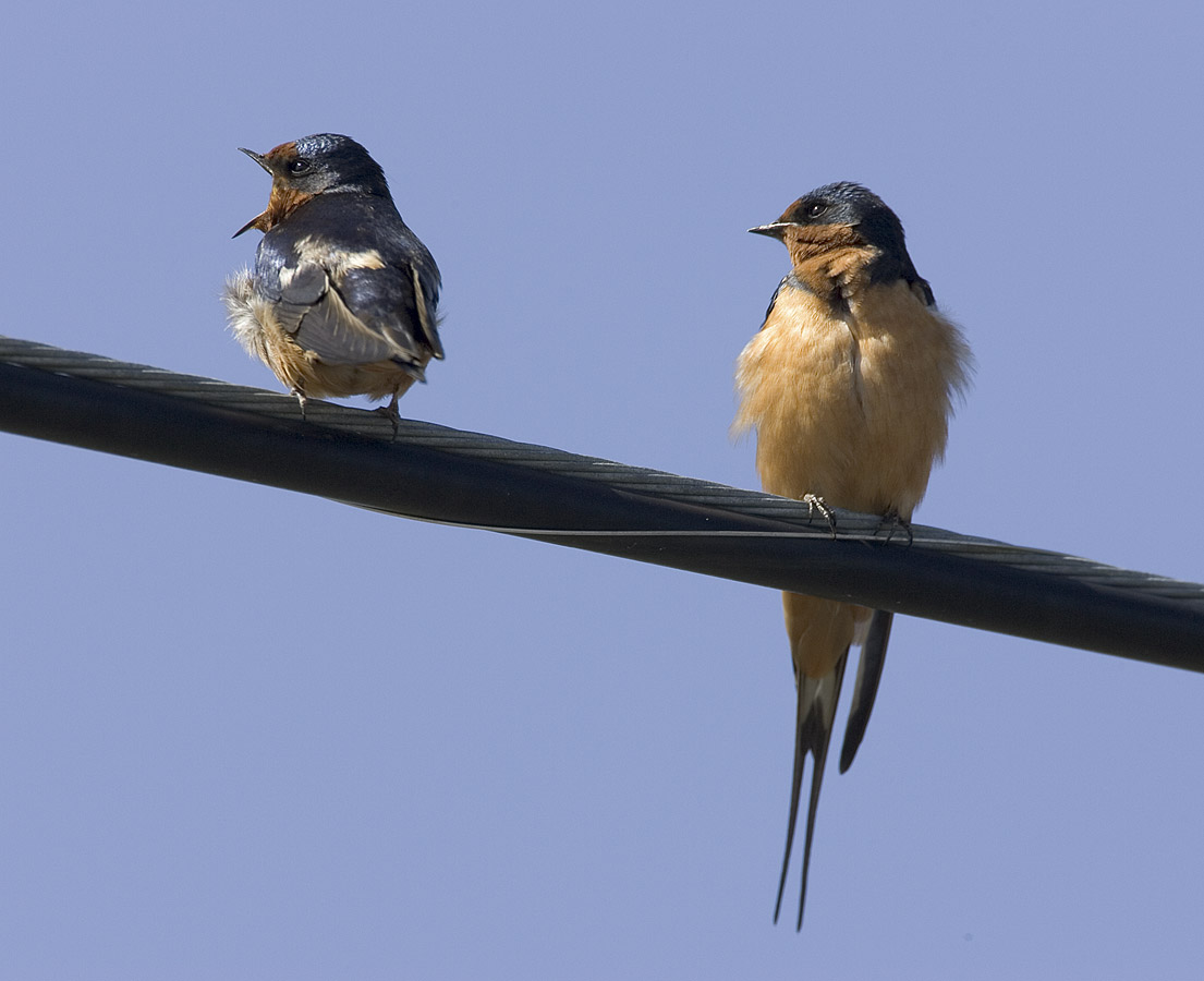 Barn Swallows