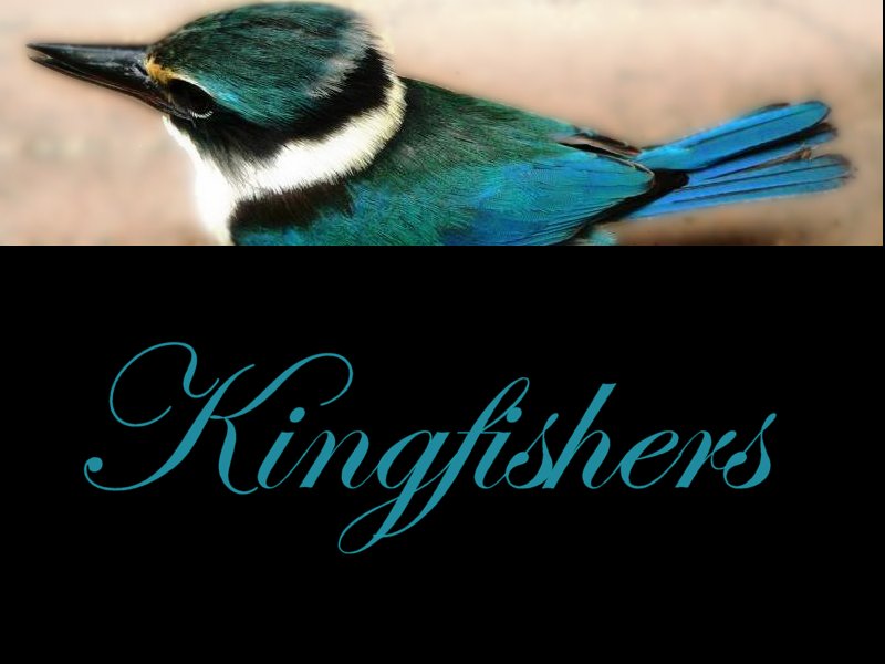 o5/42/347642/1/68615794.832stJsV.kingfishers.jpg