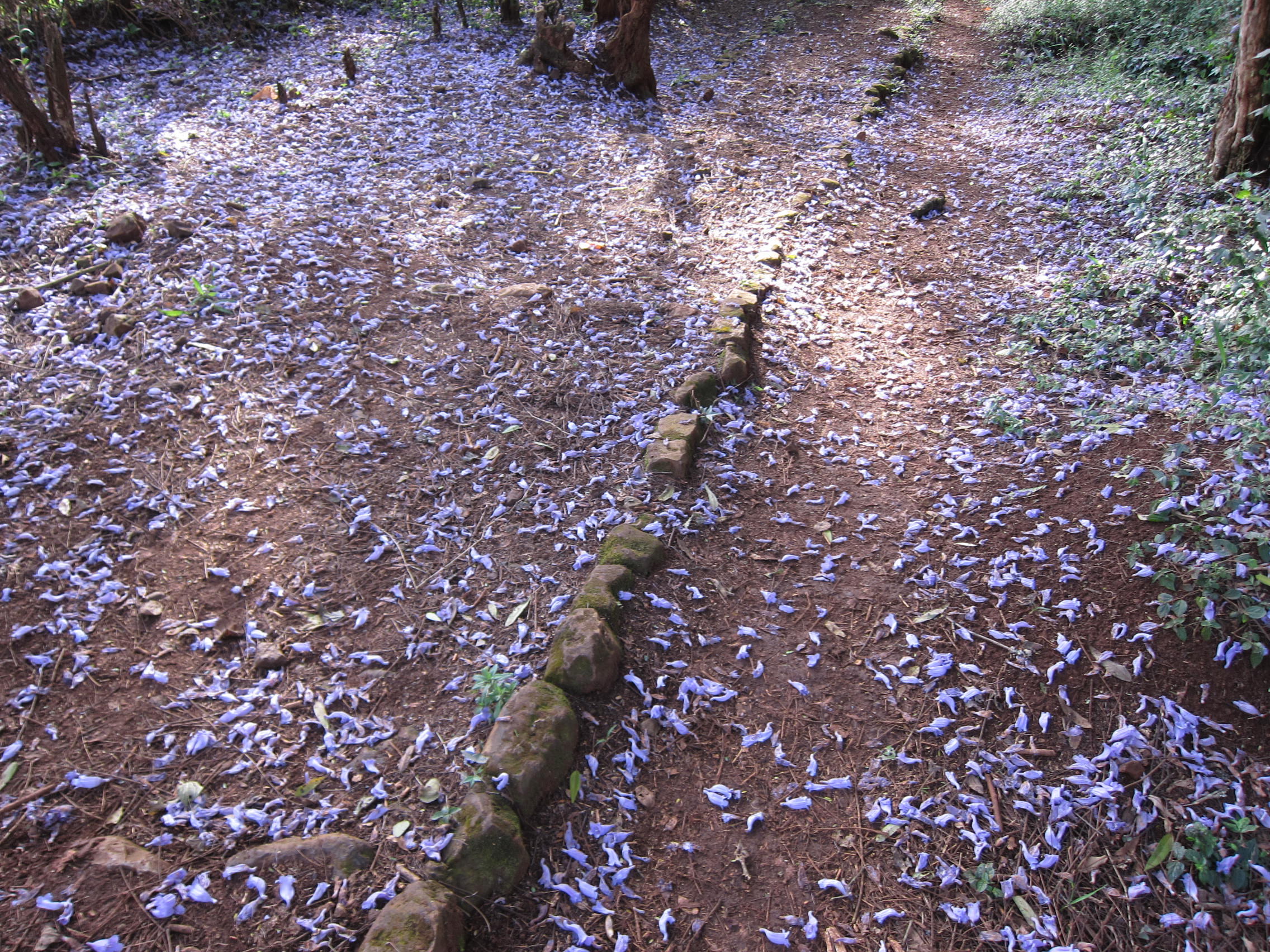 Arboretum: jacaranda flowers